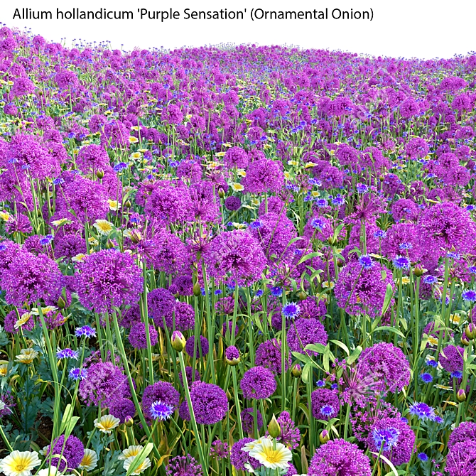 3D Allium Purple Plant Models 3D model image 3