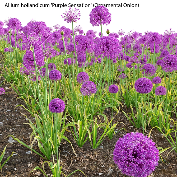 3D Allium Purple Plant Models 3D model image 4