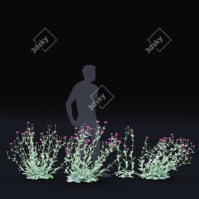 Lychnis coronaria Collection: 3D Flower Models 3D model image 2