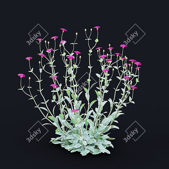 Lychnis coronaria Collection: 3D Flower Models 3D model image 3