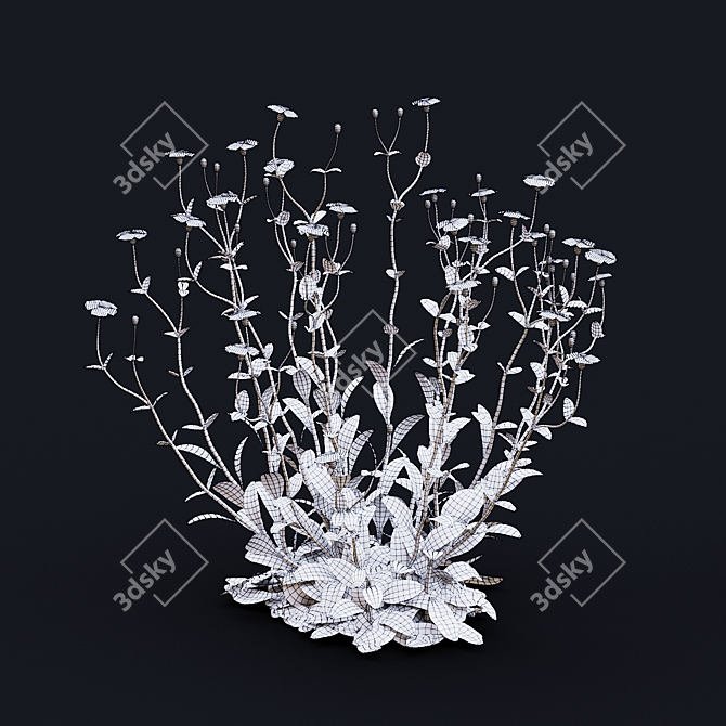 Lychnis coronaria Collection: 3D Flower Models 3D model image 4