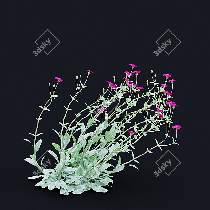 Lychnis coronaria Collection: 3D Flower Models 3D model image 5