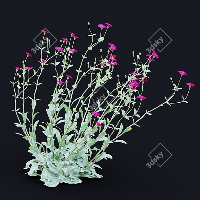 Lychnis coronaria Collection: 3D Flower Models 3D model image 6