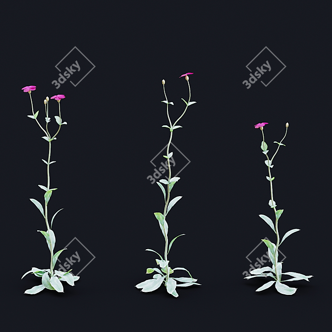 Lychnis coronaria Collection: 3D Flower Models 3D model image 7