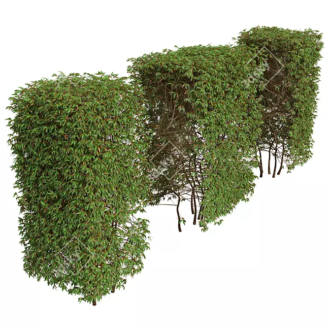 Pyrosia Lingua Fern Sphere Hedge 3D model image 2