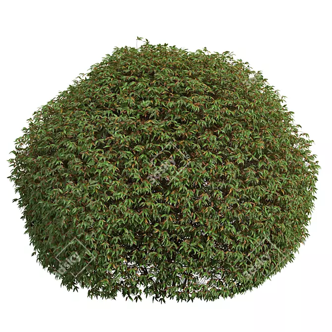 Pyrosia Lingua Fern Sphere Hedge 3D model image 3