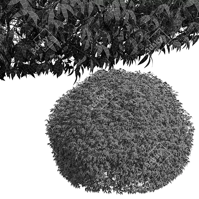 Pyrosia Lingua Fern Sphere Hedge 3D model image 6