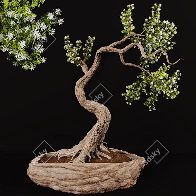 Corona Bonsai Plant 01 3Ds Max 3D model image 1