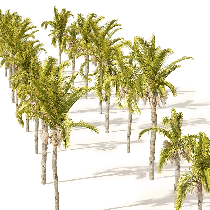 Exquisite Cocos Queen Palm Models 3D model image 3