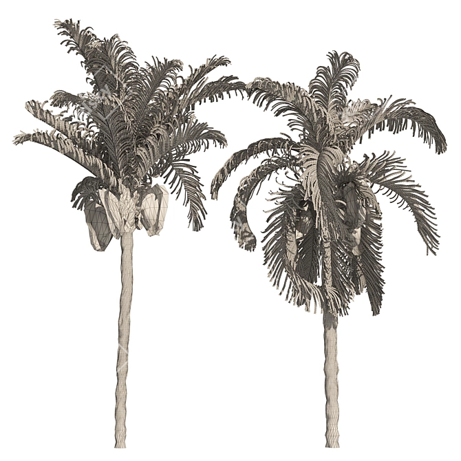 Exquisite Cocos Queen Palm Models 3D model image 6