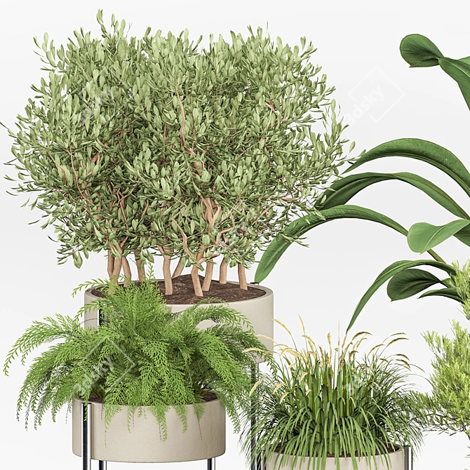 Blooming Indoor Plant Collection 3D model image 2