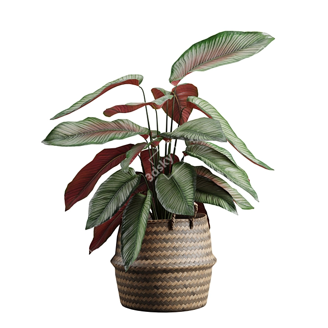 Exotic Calathea Ornata Plant Basket 3D model image 1