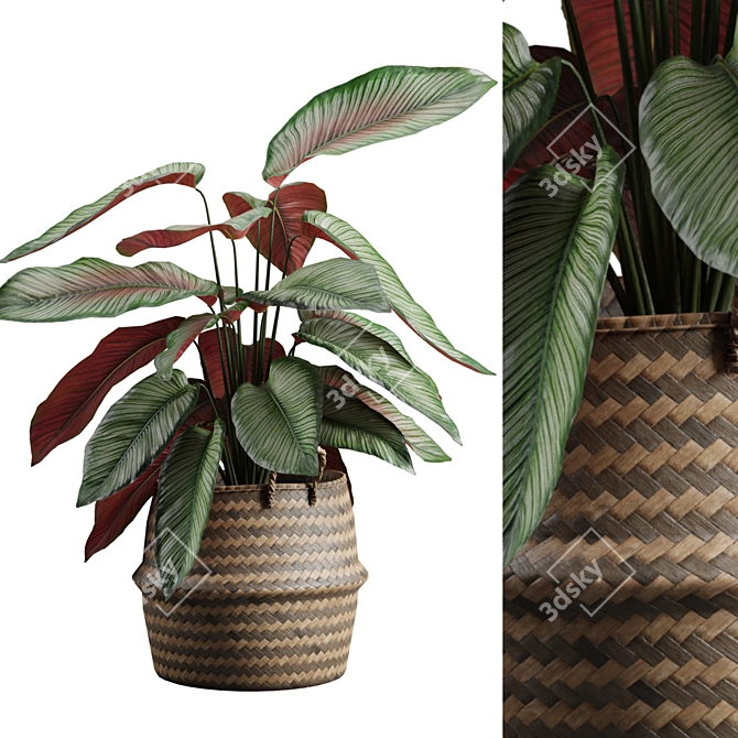 Exotic Calathea Ornata Plant Basket 3D model image 2