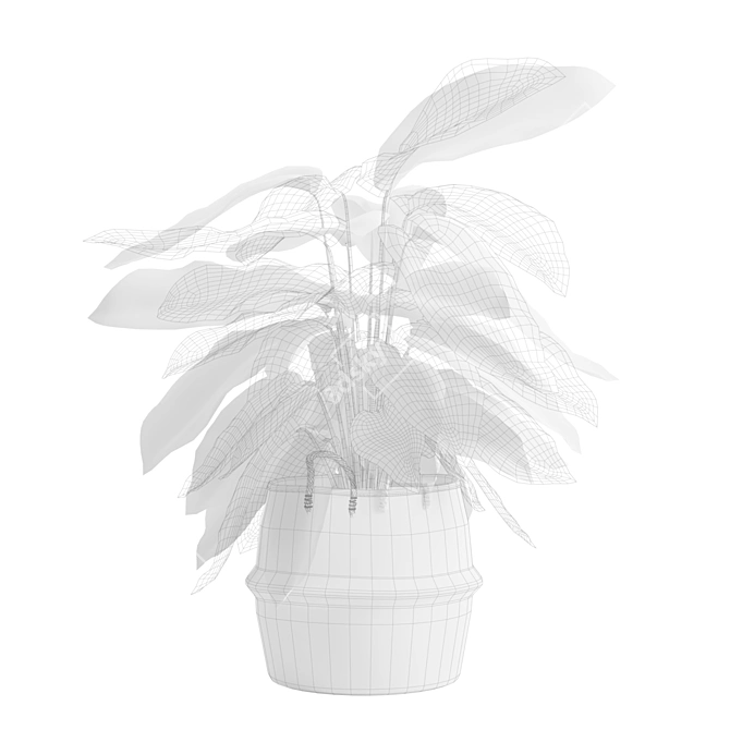 Exotic Calathea Ornata Plant Basket 3D model image 3