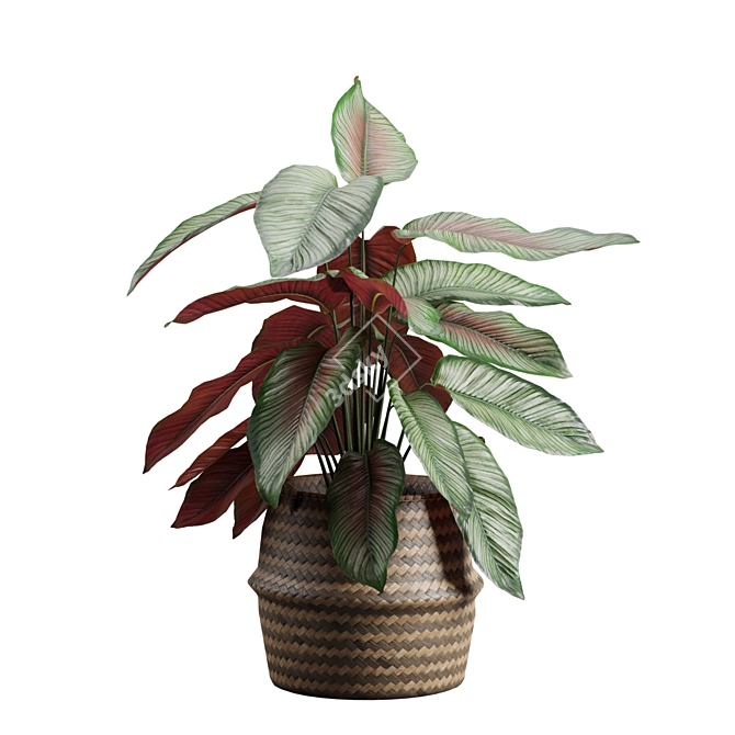 Exotic Calathea Ornata Plant Basket 3D model image 4