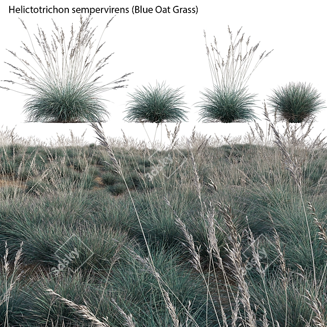 Versatile 3D Blue Oat Grass 3D model image 1