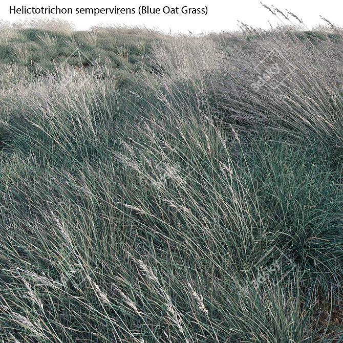 Versatile 3D Blue Oat Grass 3D model image 2