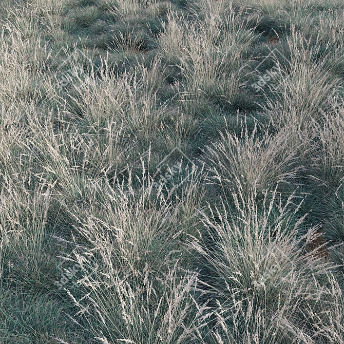 Versatile 3D Blue Oat Grass 3D model image 4