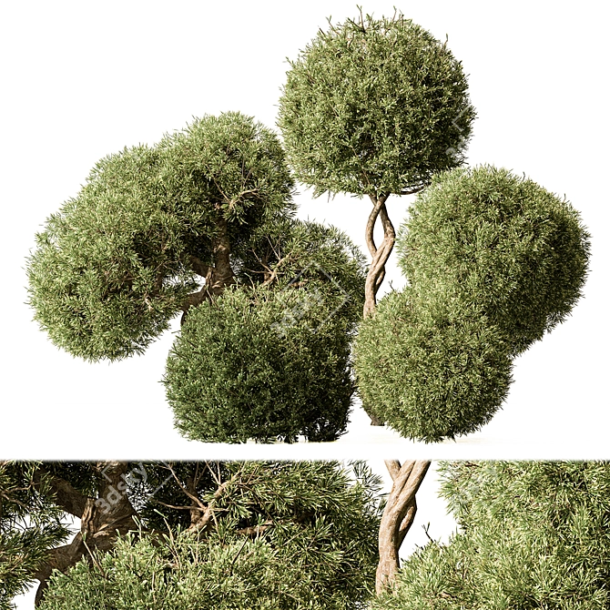  Boxwood Topiary Ball Set 103 3D model image 1