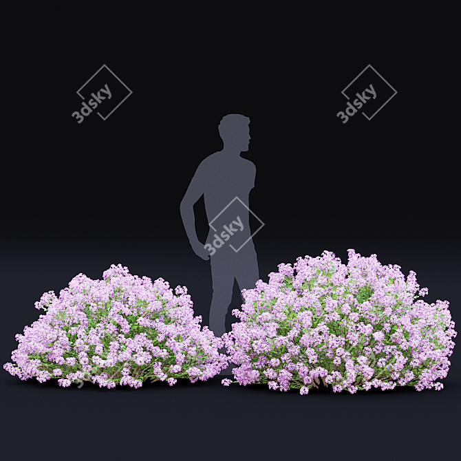 Syringa Meyeri Bushes Set | 3D Models 3D model image 2