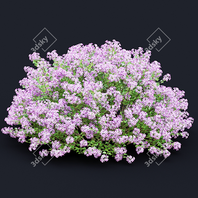 Syringa Meyeri Bushes Set | 3D Models 3D model image 4