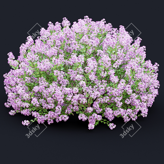 Syringa Meyeri Bushes Set | 3D Models 3D model image 5