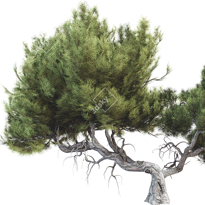  3D Tree Model Kit Pack 3D model image 3