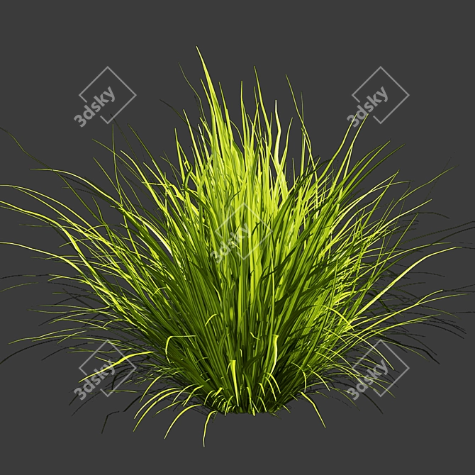 Title: Outdoor Switchgrass - Northwind Collection 3D model image 5