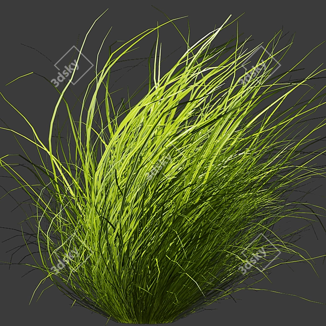 Title: Outdoor Switchgrass - Northwind Collection 3D model image 6