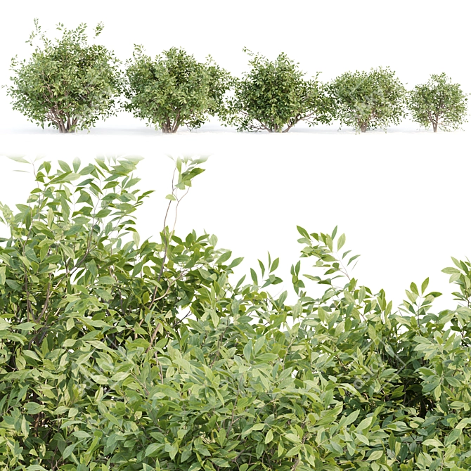 Outdoor Bushes 3D Model Bundle 3D model image 2