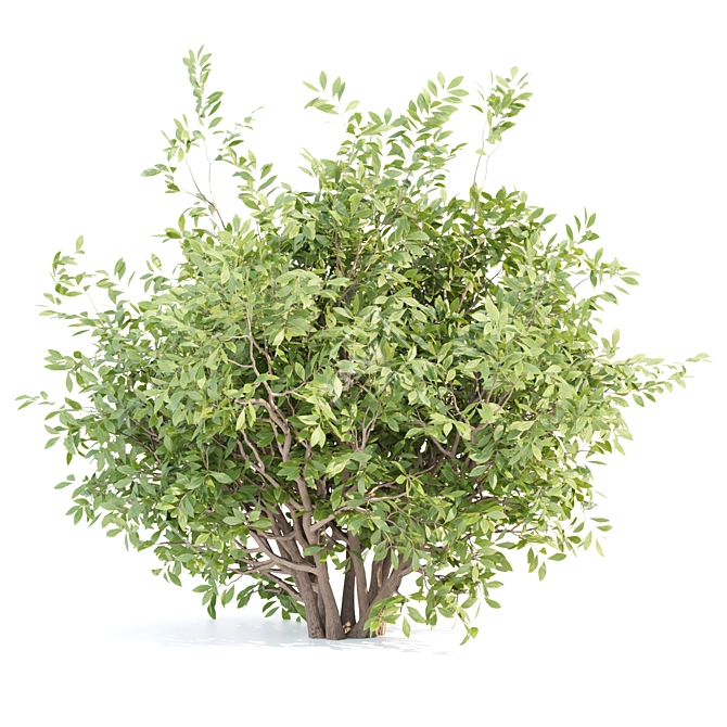 Outdoor Bushes 3D Model Bundle 3D model image 3