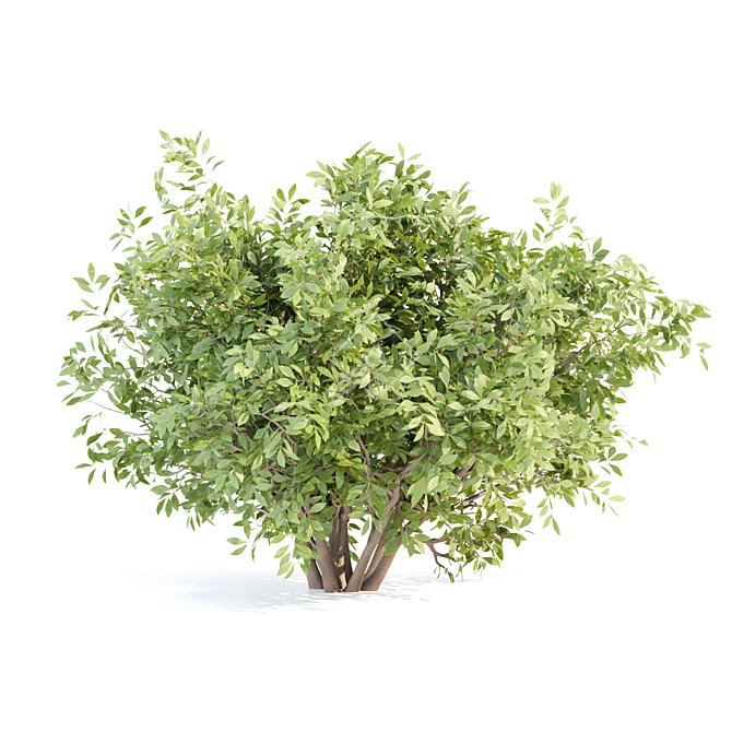 Outdoor Bushes 3D Model Bundle 3D model image 4