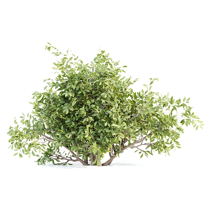 Outdoor Bushes 3D Model Bundle 3D model image 5