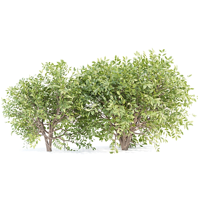 Outdoor Bushes 3D Model Bundle 3D model image 6