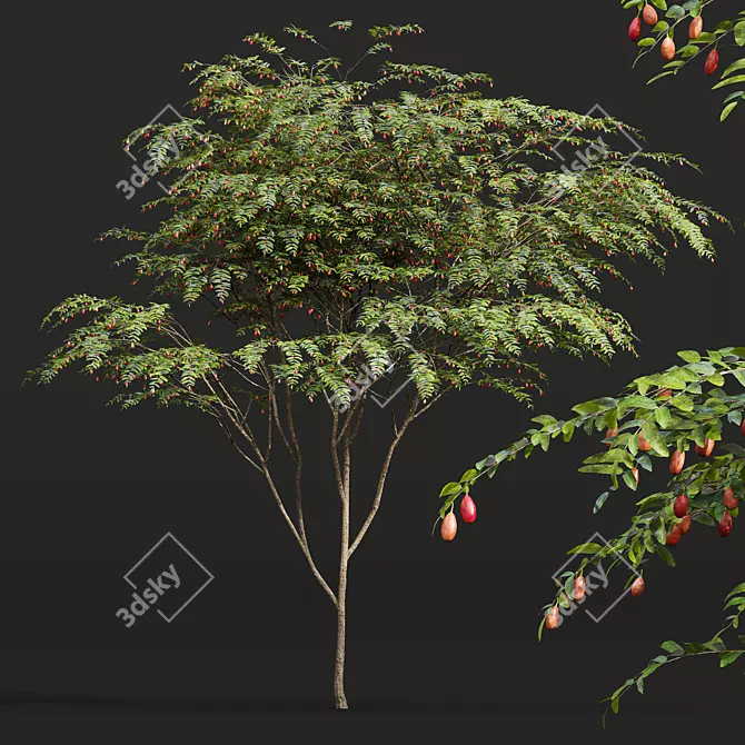 Ziziphus Jujuba 3D Plant Models 3D model image 2