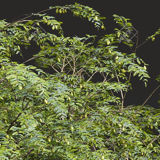 Ziziphus Jujuba 3D Plant Models 3D model image 4