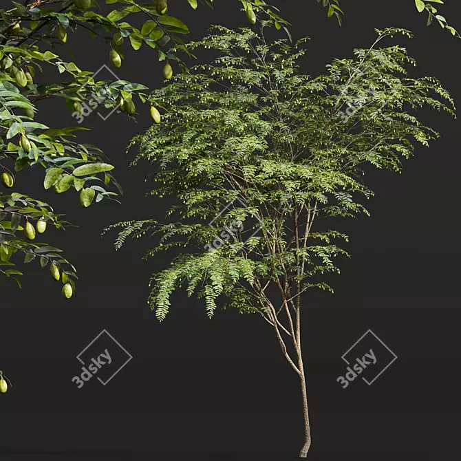 Ziziphus Jujuba 3D Plant Models 3D model image 5