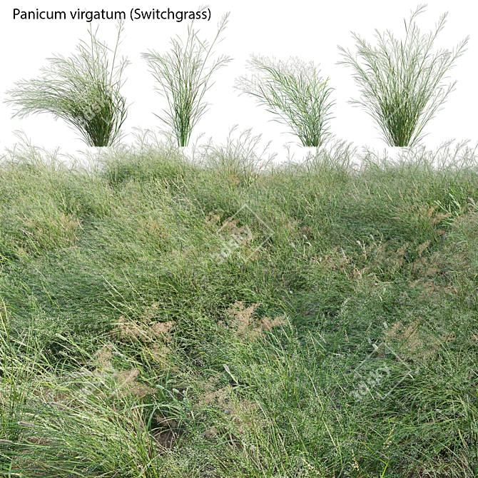 Versatile 3D Switch Grass Models 3D model image 1