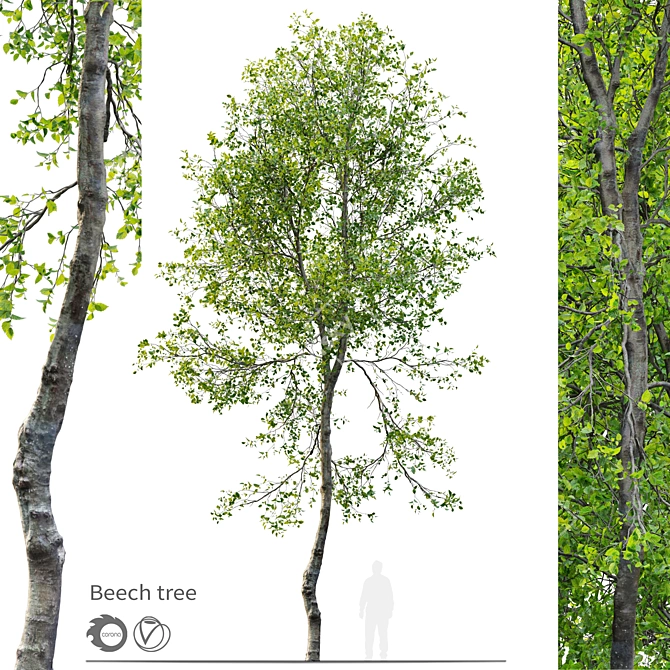 Fagus Tree 3D Model 3D model image 1