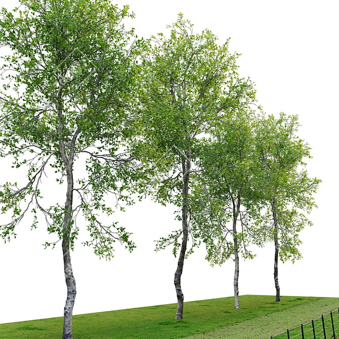 Fagus Tree 3D Model 3D model image 2