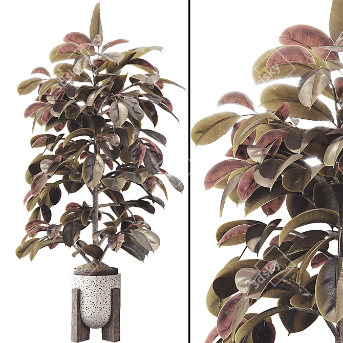 Elegant Ficus Elastica Tree Model 3D model image 1