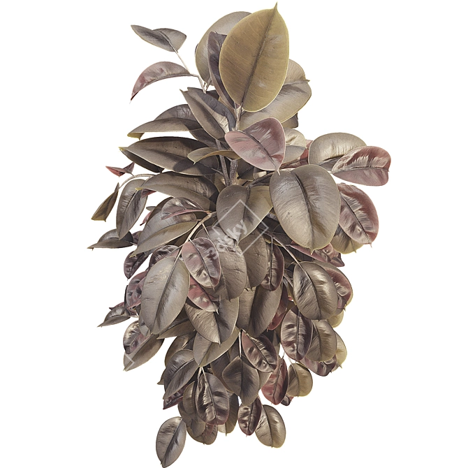 Elegant Ficus Elastica Tree Model 3D model image 2