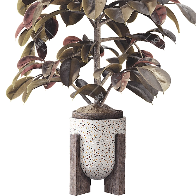 Elegant Ficus Elastica Tree Model 3D model image 3