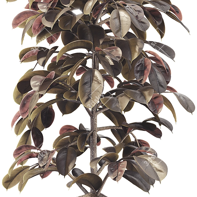 Elegant Ficus Elastica Tree Model 3D model image 4