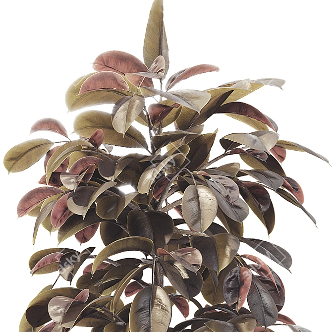 Elegant Ficus Elastica Tree Model 3D model image 5