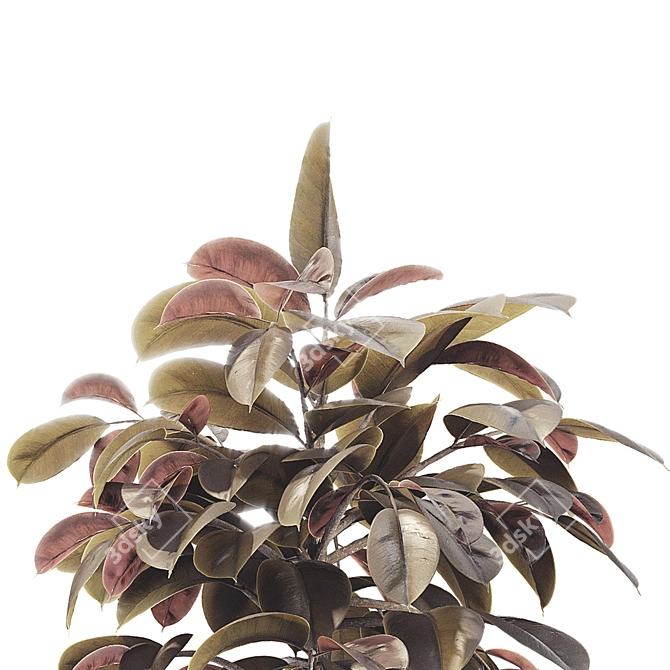 Elegant Ficus Elastica Tree Model 3D model image 6