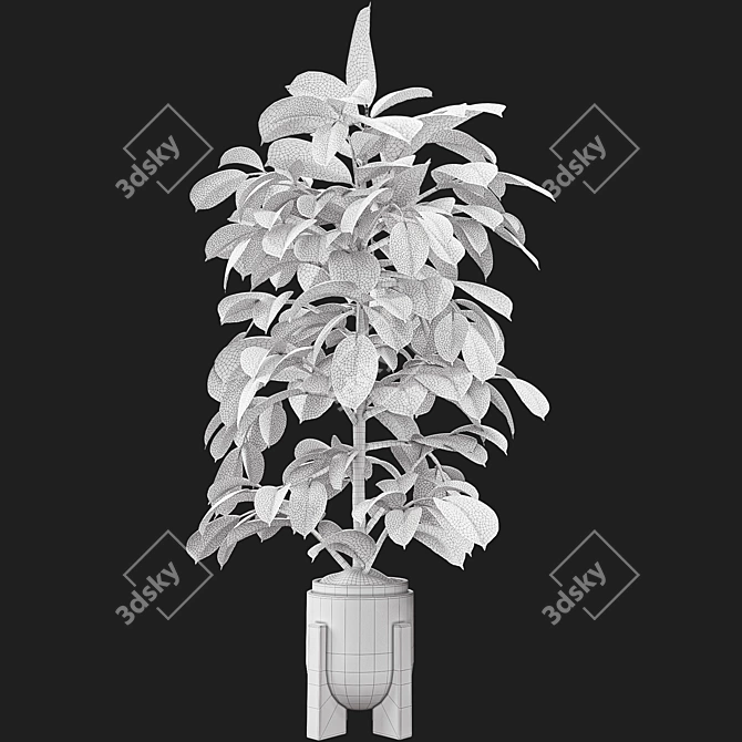 Elegant Ficus Elastica Tree Model 3D model image 7