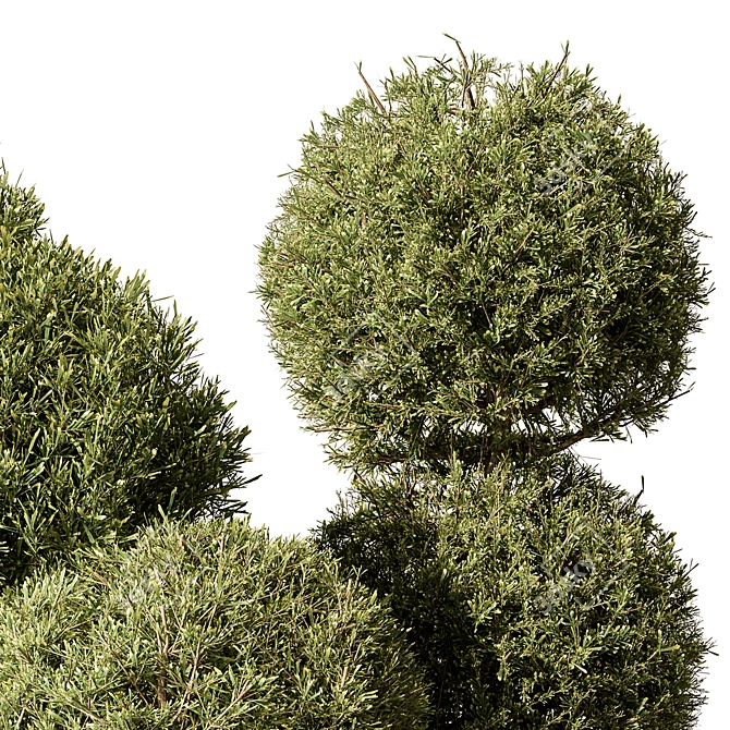 Handcrafted Boxwood Topiary Bush Set 3D model image 3