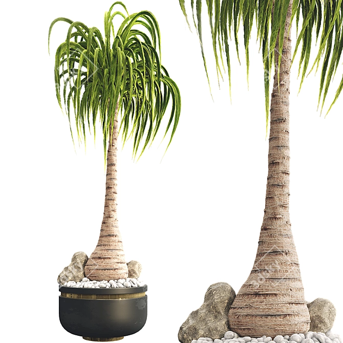 Exotic Ponytail Palm Tree Model 3D model image 1