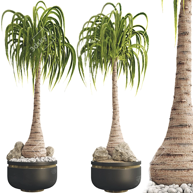 Exotic Ponytail Palm Tree Model 3D model image 2